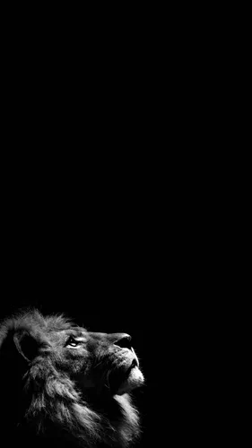 Львы Обои на телефон черно-белая фотография льва