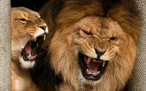 Львы Обои на телефон группа львов с открытыми ртами