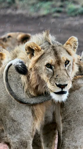 Львы Обои на телефон лев с большой гривой