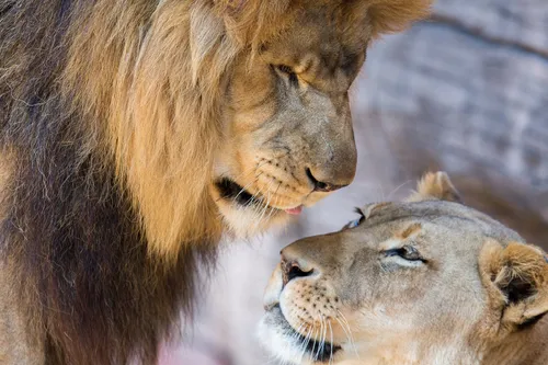 Львы Обои на телефон лев облизывает другого льва
