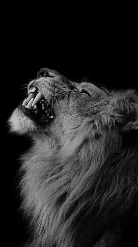 Львы Обои на телефон лев с открытым ртом