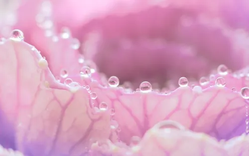 Нежные Розовые Обои на телефон крупный план капель воды на цветке