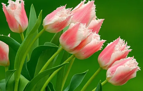 Тюльпаны Фото бесплатные картинки