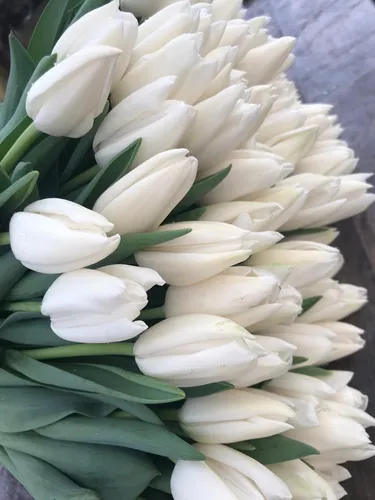 Тюльпаны Фото группа белых цветов