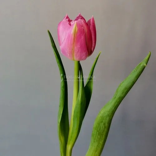 Тюльпаны Фото розовый цветок с зелеными листьями
