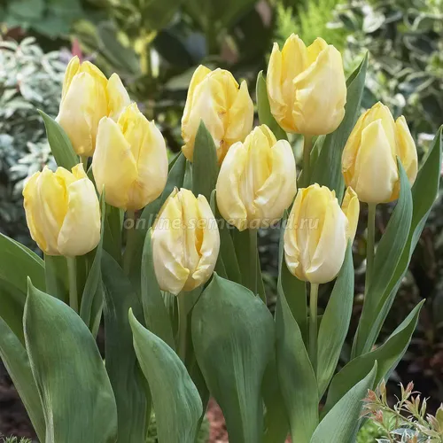 Тюльпаны Фото группа желтых цветов