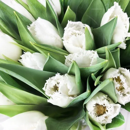 Тюльпаны Фото белые цветы крупным планом