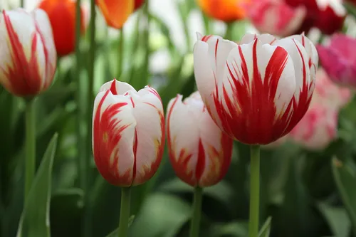 Тюльпаны Фото группа красных и белых тюльпанов