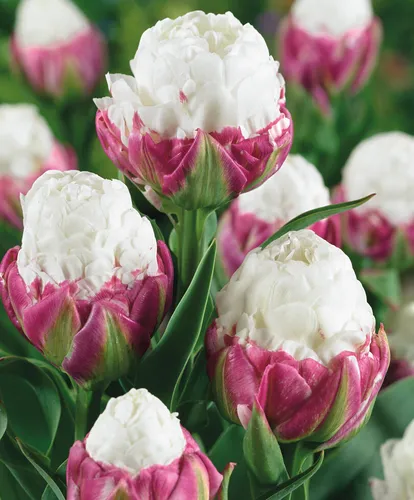 Тюльпаны Фото крупный план некоторых цветов