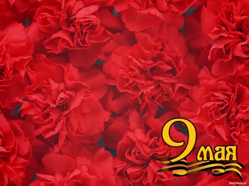 9 Мая Обои на телефон цветок крупным планом