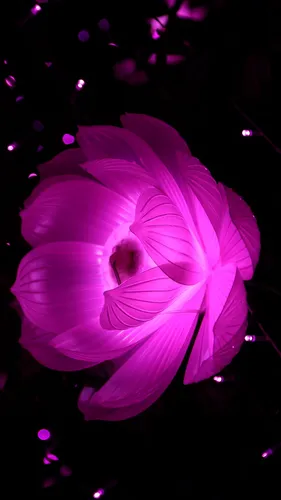 Абстракция Цветы Обои на телефон фиолетовый цветок с подсветкой внутри