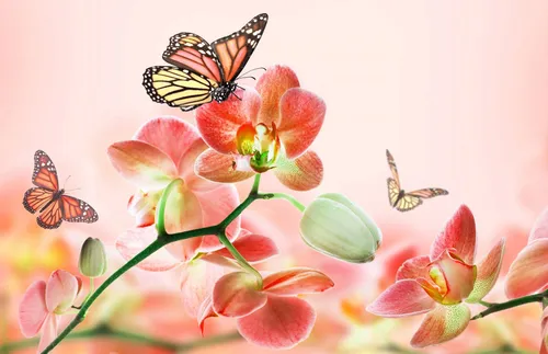 Абстракция Цветы Обои на телефон группа бабочек на цветке