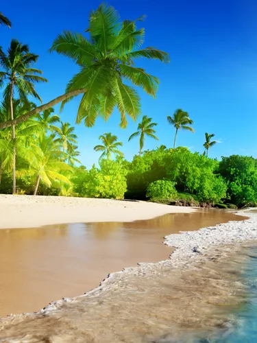 Берег Моря Обои на телефон пляж с пальмами