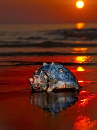 Берег Моря Обои на телефон черепаха на пляже
