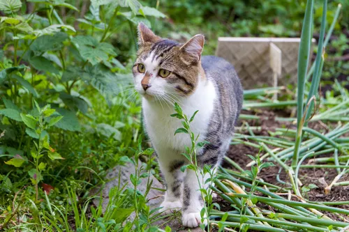 Кошек Фото кошка, стоящая на траве