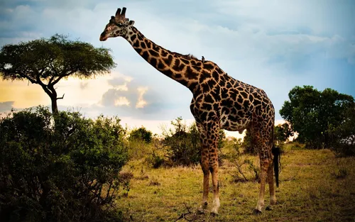 Звери Обои на телефон жираф, стоящий в поле