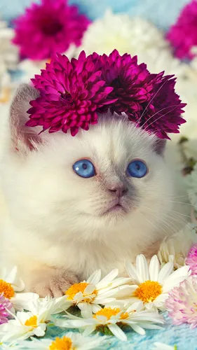 Звери Обои на телефон кошка с цветами на голове