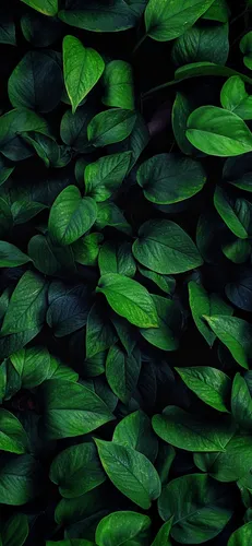 Зеленый Фон Обои на телефон группа зеленых листьев