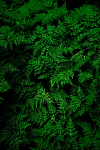 Зеленый Фон Обои на телефон крупный план некоторых растений