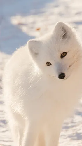 Зима Животные Обои на телефон белый волк с желтыми глазами