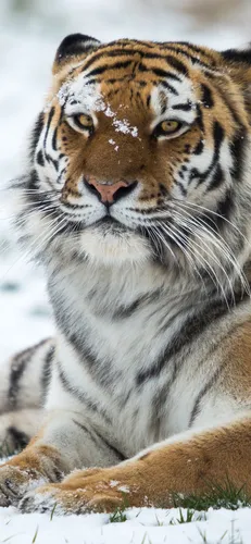Зима Животные Обои на телефон тигр, лежащий на снегу
