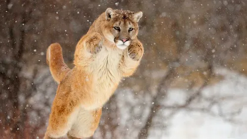 Зима Животные Обои на телефон львенок бежит по снегу