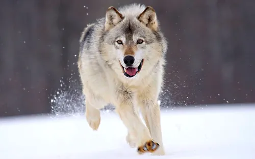 Зима Животные Обои на телефон волк бежит по снегу