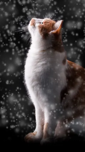Зима Животные Обои на телефон кошка с наклоненной головой