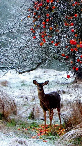 Зима Животные Обои на телефон олень, стоящий рядом с деревом с красными ягодами