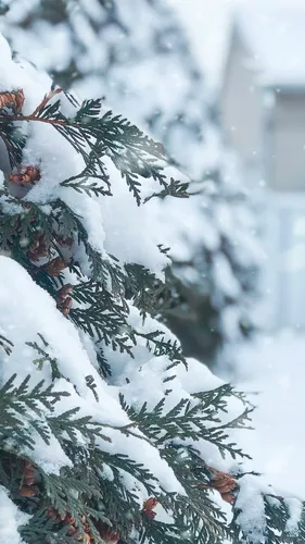 Зима Животные Обои на телефон дерево, покрытое снегом