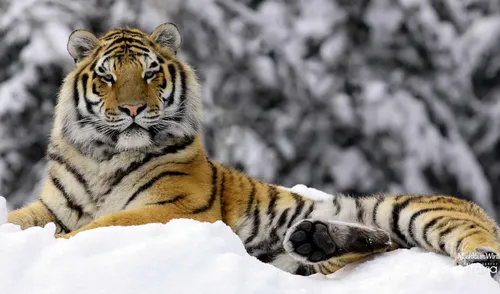 Зима Животные Обои на телефон тигр, лежащий в снегу