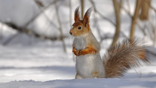 Зима Животные Обои на телефон белка, держащая орех в снегу