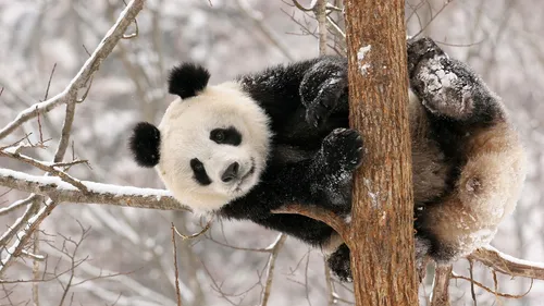 Зима Животные Обои на телефон медведь панда взбирается на дерево