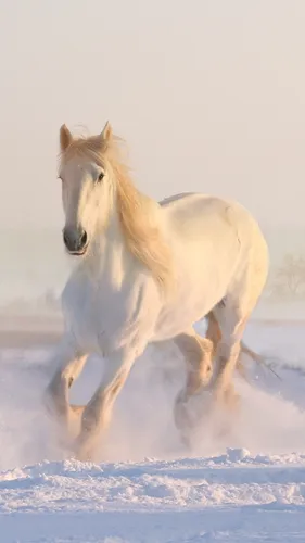 Зима Животные Обои на телефон белая лошадь бежит по снегу