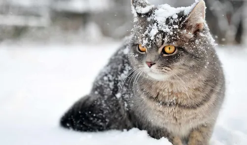 Зима Животные Обои на телефон кот на снегу