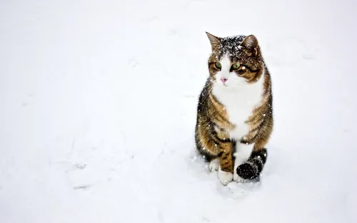 Зима Животные Обои на телефон кошка гуляет по снегу