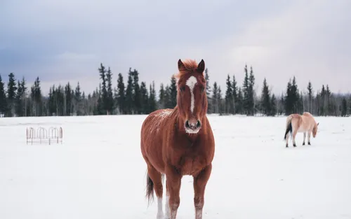 Зима Животные Обои на телефон лошади, стоящие в снегу