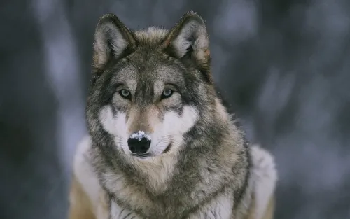 Зима Животные Обои на телефон волк смотрит в камеру