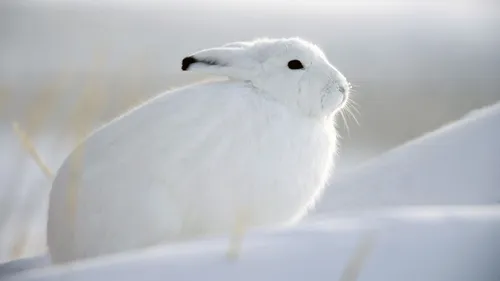 Зима Животные Обои на телефон белая птица с черным носом