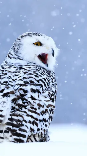 Зима Животные Обои на телефон бело-черная сова