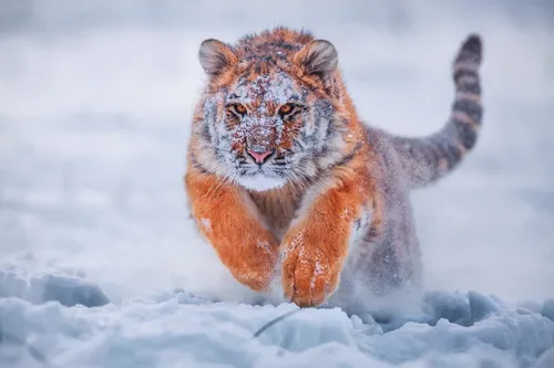 Зима Животные Обои на телефон тигр бежит по снегу