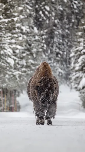 Зима Животные Обои на телефон волк, идущий по снегу