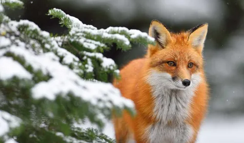 Зима Животные Обои на телефон лиса в снегу
