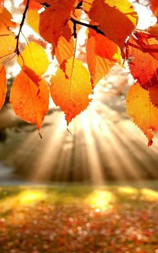 Золотая Осень Обои на телефон крупный план ветки дерева