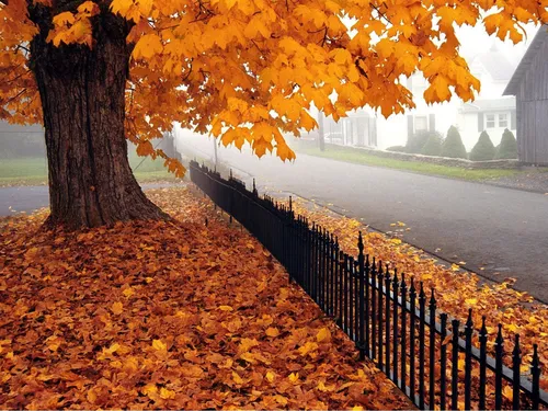 Золотая Осень Обои на телефон дерево с оранжевыми листьями рядом с дорогой
