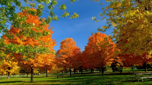 Золотая Осень Обои на телефон парк с деревьями с оранжевыми и желтыми листьями