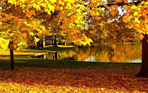 Золотая Осень Обои на телефон пруд с деревьями вокруг него