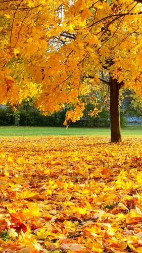 Золотая Осень Обои на телефон дерево с оранжевыми листьями