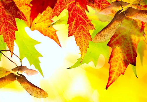 Золотая Осень Обои на телефон группа красных листьев