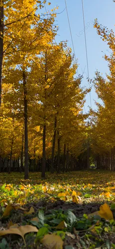 Золотая Осень Обои на телефон группа деревьев с желтыми листьями